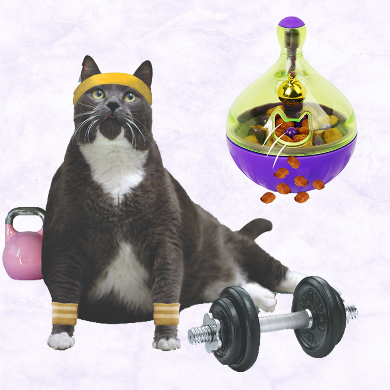 Cat toys for outlet weight loss